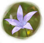 Fleur de raiponce